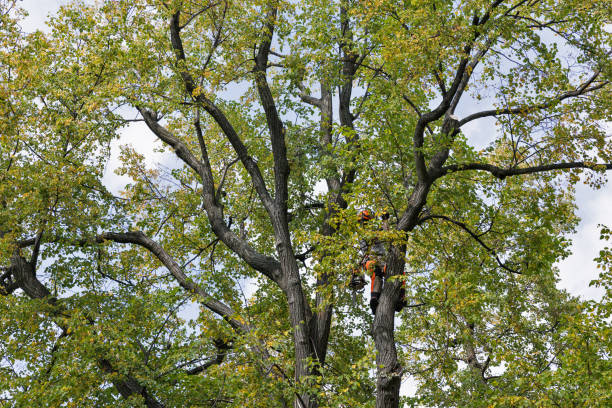 Trusted Fallon, NV Tree Services Experts